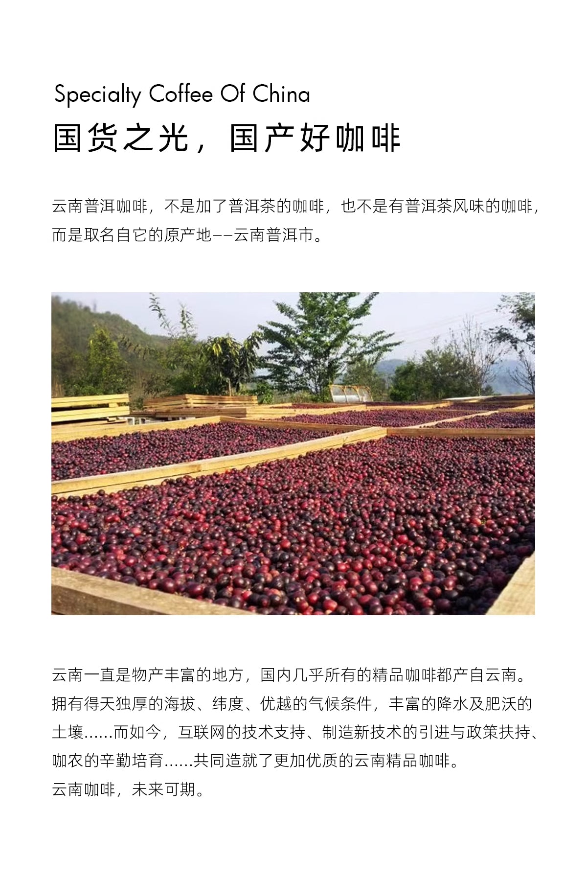 FCR掛耳咖啡精品 雲南普洱咖啡 一點就到家無蔗糖純黑咖啡粉20杯