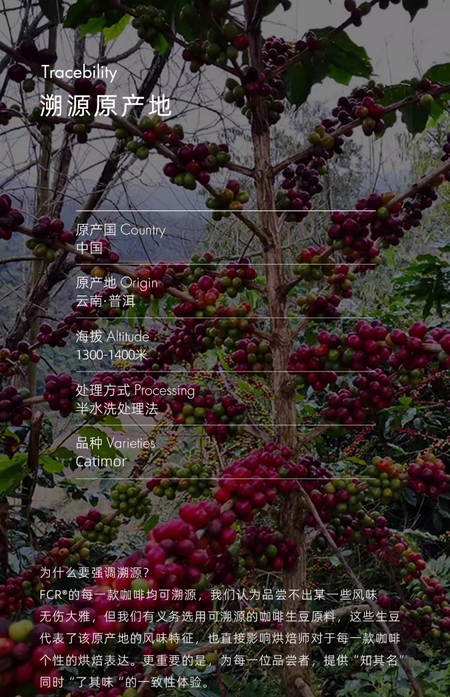FCR掛耳咖啡精品 雲南普洱咖啡 一點就到家無蔗糖純黑咖啡粉20杯
